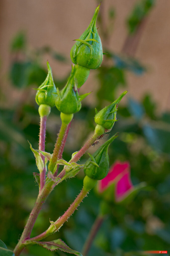 Biologie - Biology - Country - France - Garden roses - Pays - Plant - Plantae - Plante - Provence-Alpes-Côte d'Azur - Rocbaron - Rosaceae - Rose (fleur) - Science - Taxinomie - Taxonomie - Taxonomy (biology) - Var - Rocbaron Provence-Alpes-Côte d'Azur France