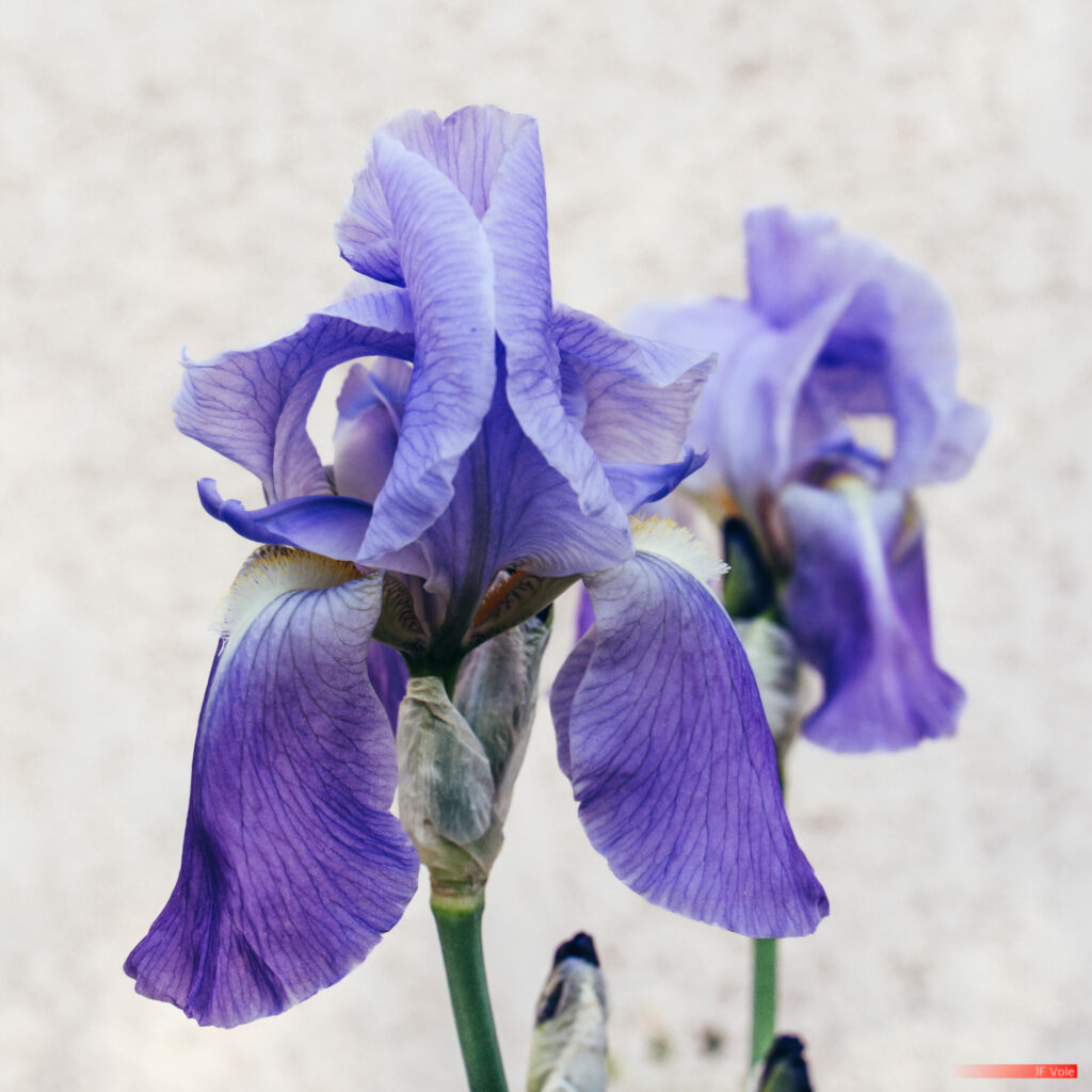 Biologie - Biology - Country - Iridaceae - Iris (genre végétal) - Iris (plant) - Iris des marais - Iris faux acore - Iris jaune - Iris pseudacorus - Plant - Plantae - Plante - Science - Taxinomie - Taxonomie - Taxonomy (biology) - Var - Water flag - Yellow flag - Yellow iris - Rocbaron Provence-Alpes-Côte d'Azur France